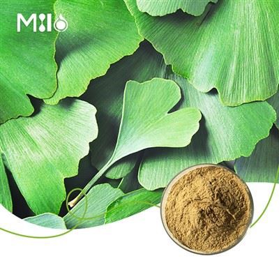 Bột chiết xuất bạch quả